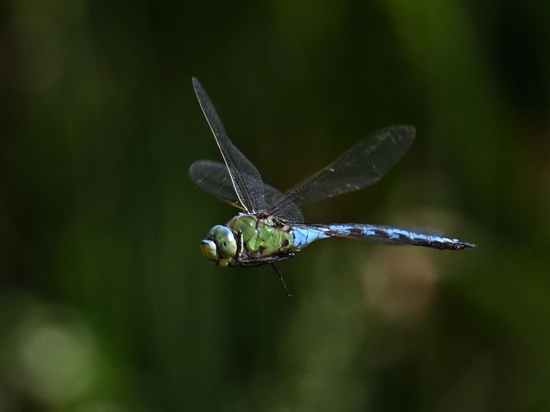 Emperor Dragonfly