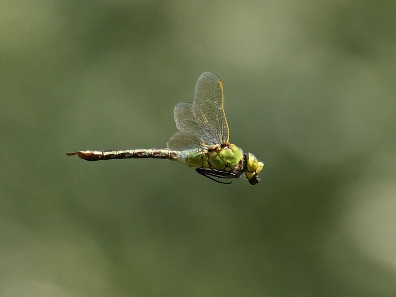 Emperor Dragonfly