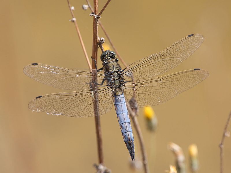 Black Tailed Skimmer