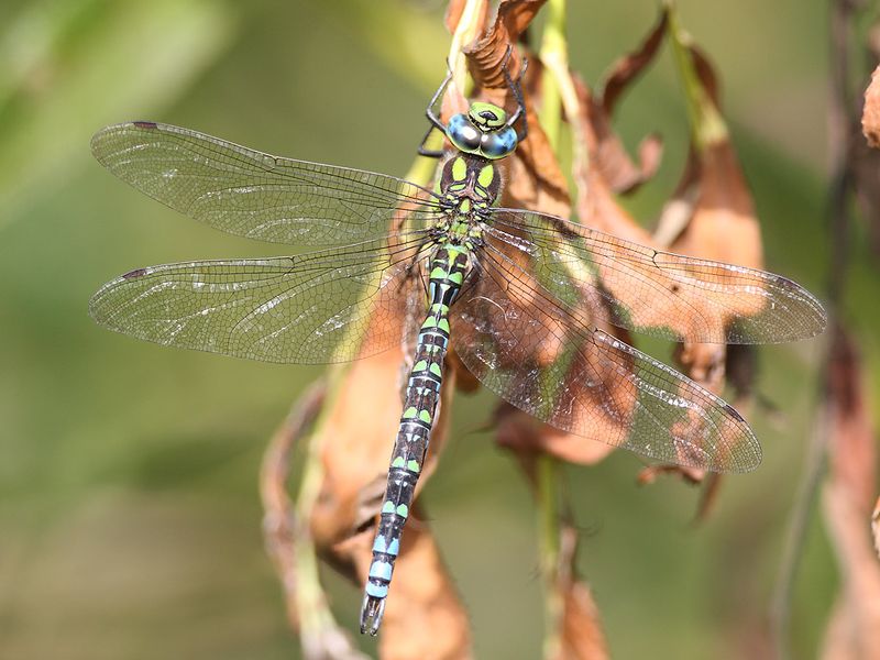 Southern Hawker