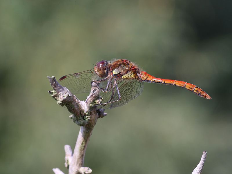 Common Darter