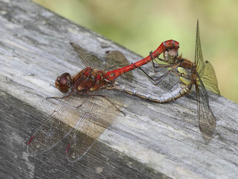 Common Darter