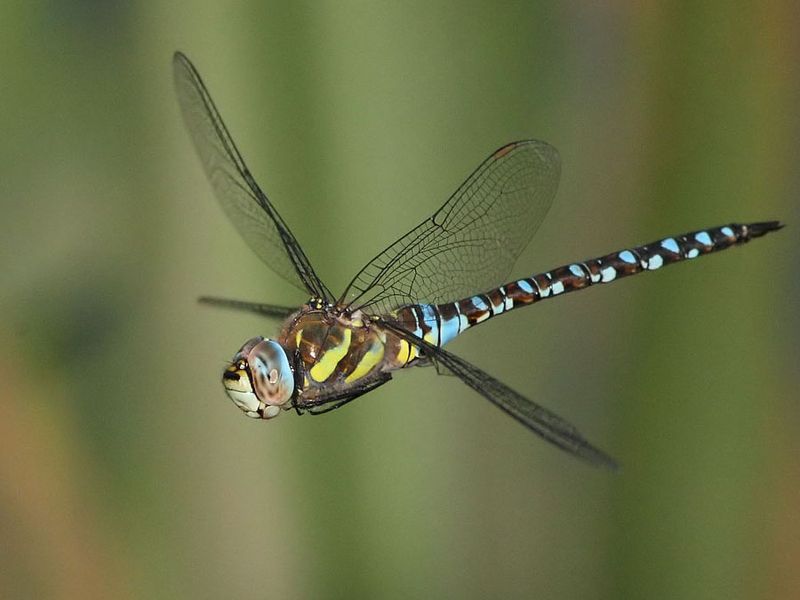 Migrant Hawker