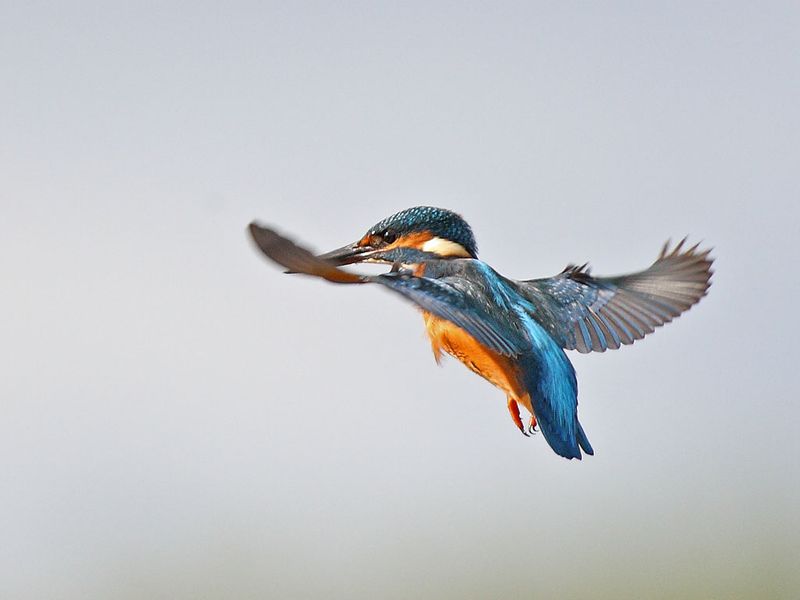 Kingfisher