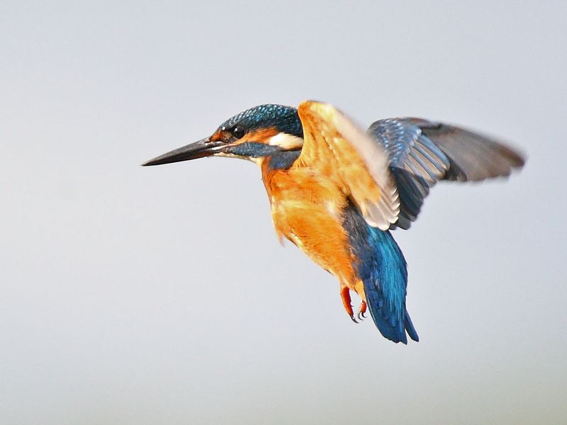 Kingfisher