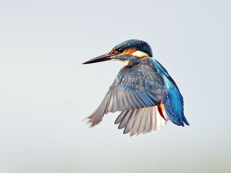 Kingfisher