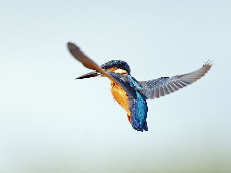 Kingfisher