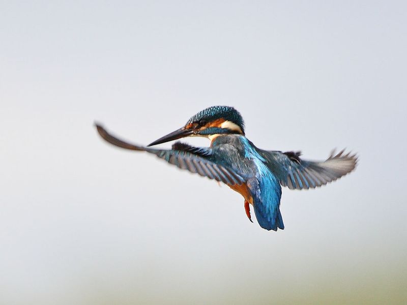 Kingfisher