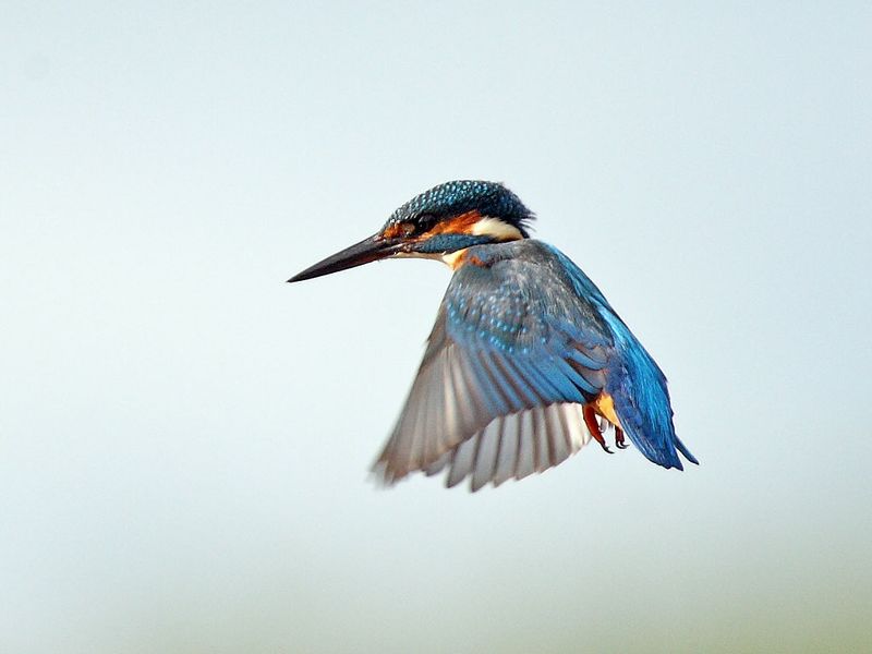 Kingfisher