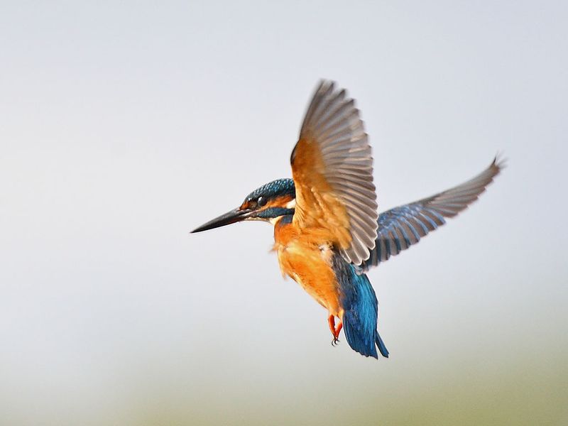 Kingfisher