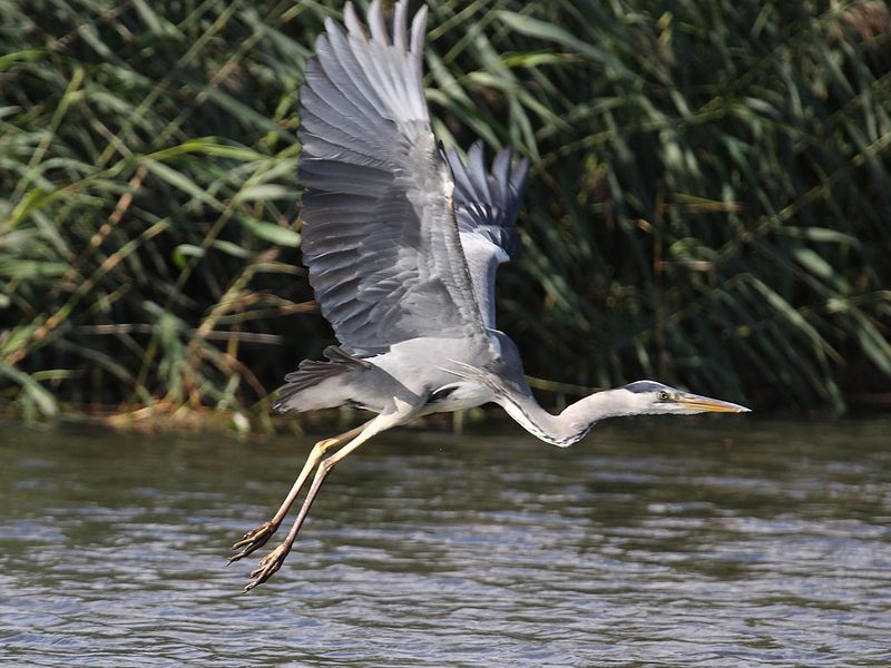 Grey Heron