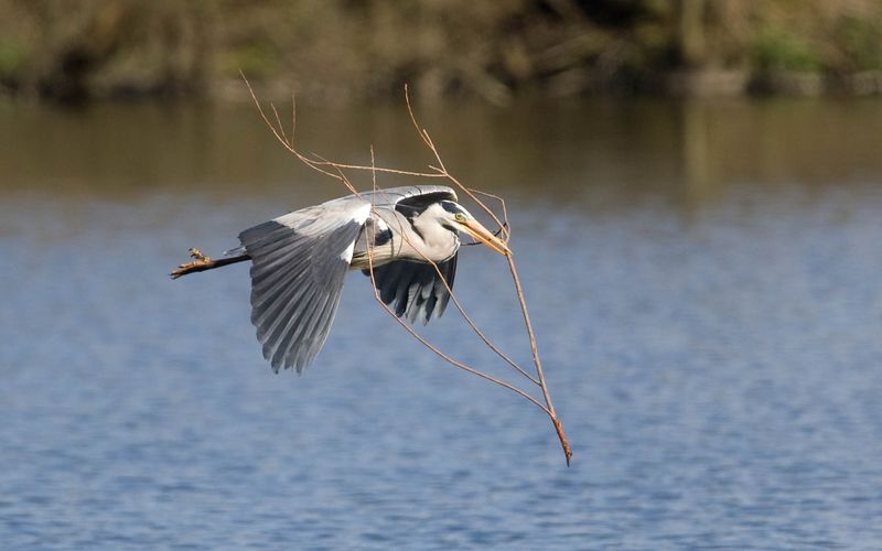 Grey Heron