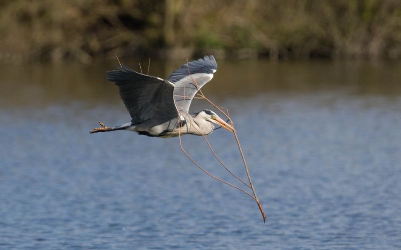 GreyHeron_1264_1920.jpg