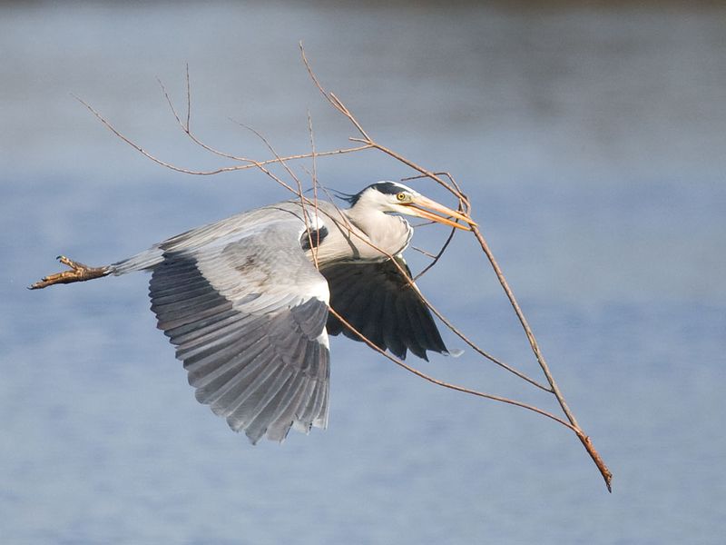 Grey Heron