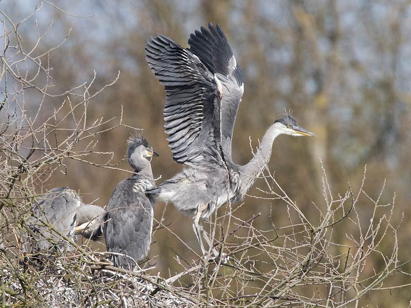 Herons on the nest