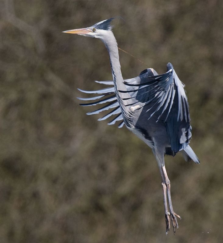 Grey Heron approaching the nest