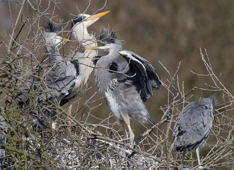 Heron family