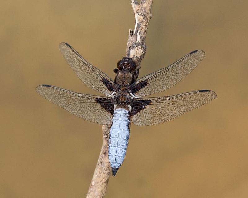 Broad Bodied Chaser