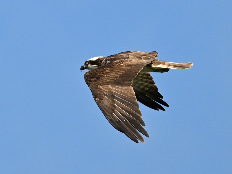 Osprey