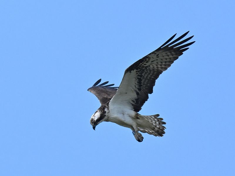 Osprey 6K14