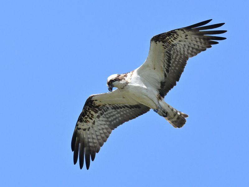 Osprey 6K14