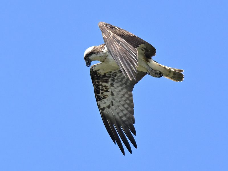 Osprey 6K14