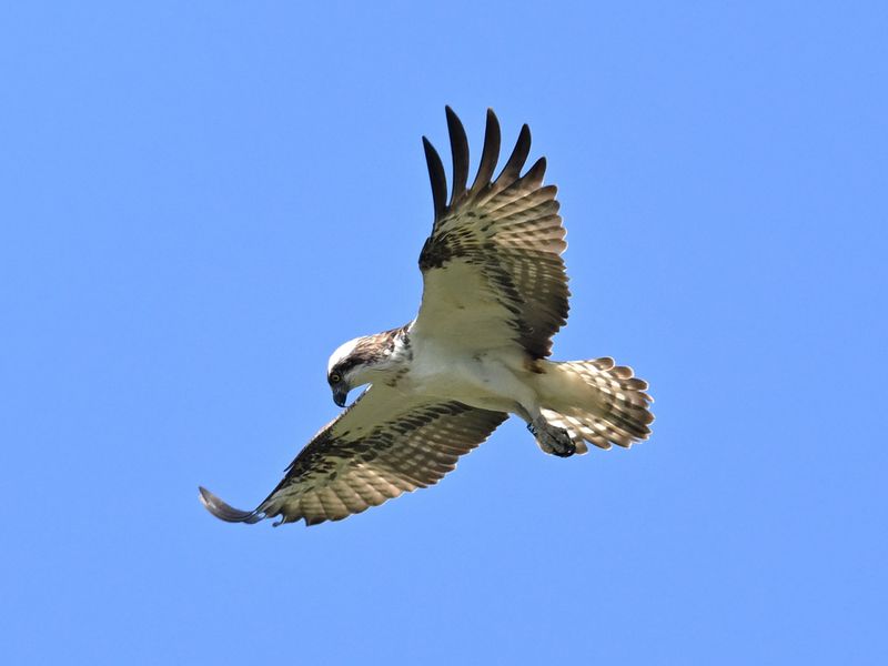Osprey 6K14