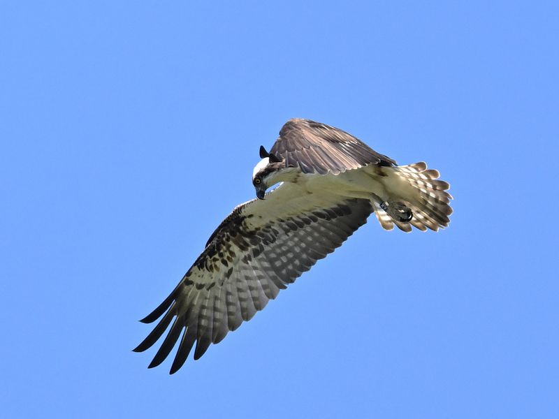 Osprey 6K14