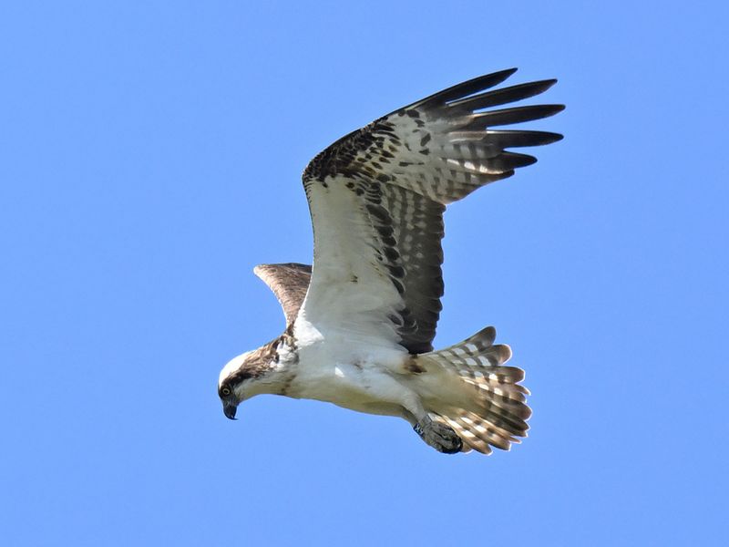 Osprey 6K14