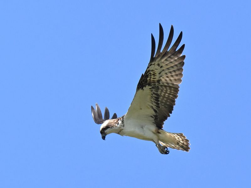 Osprey 6K14
