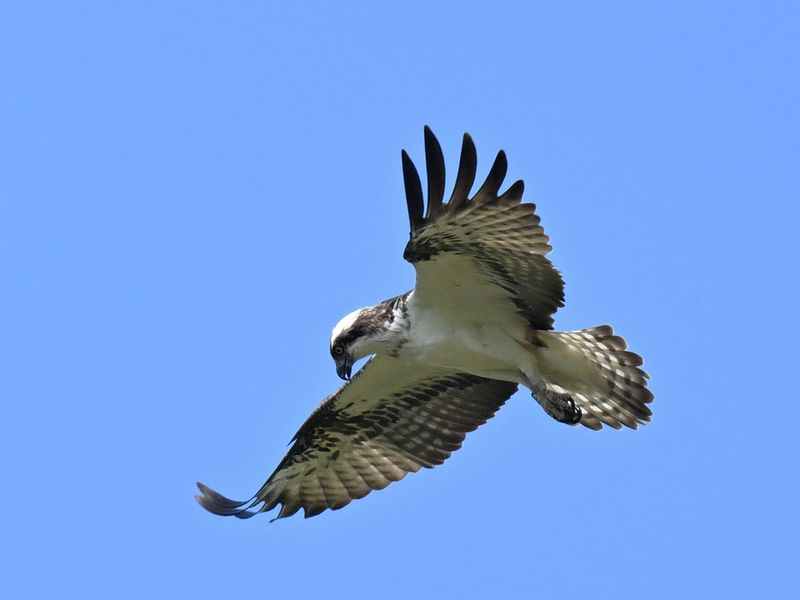 Osprey 6K14