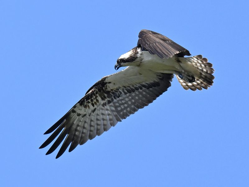 Osprey 6K14