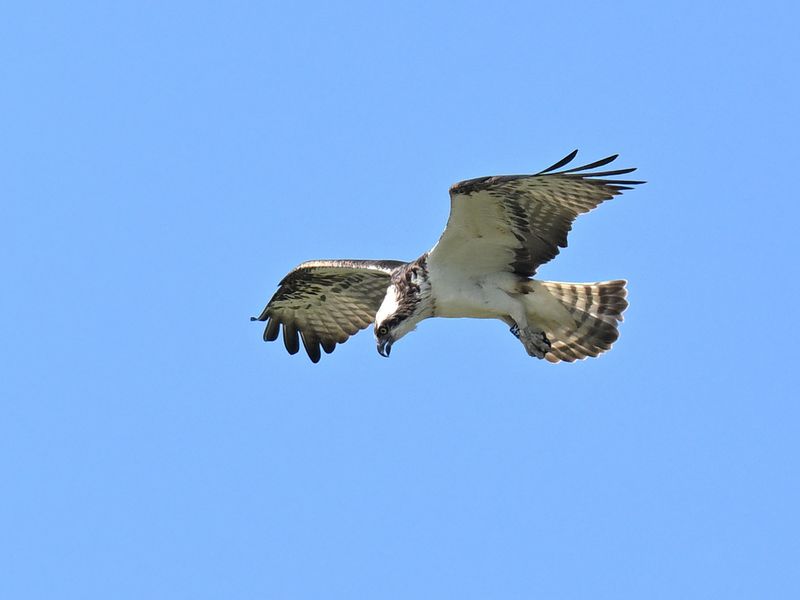 Osprey 6K14