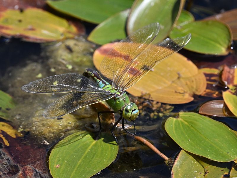 Emperor Dragonfly