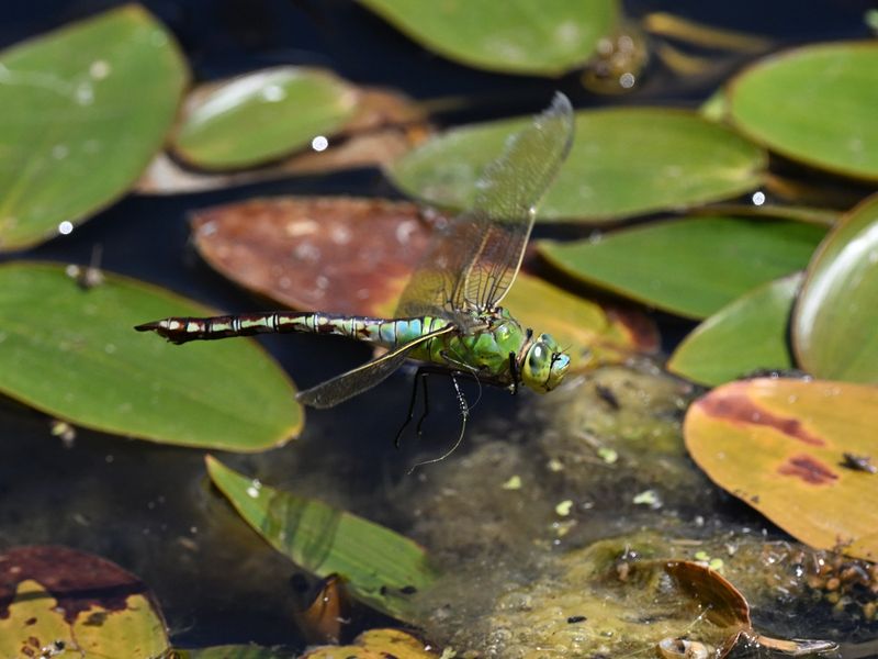 Emperor Dragonfly