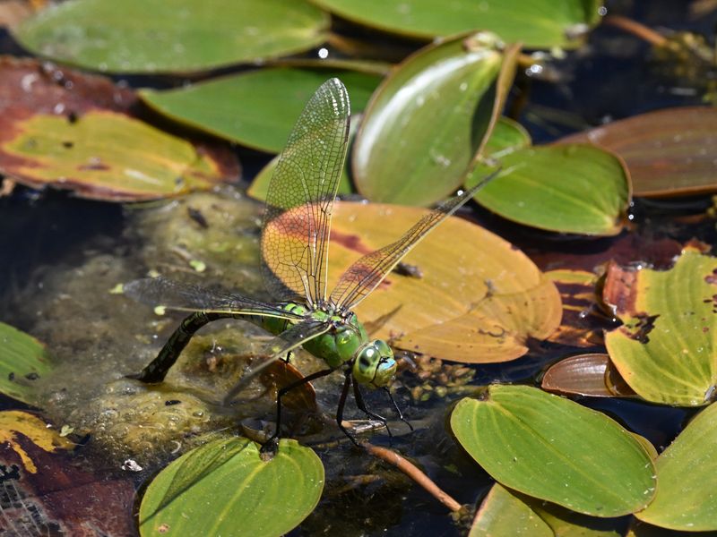 Emperor Dragonfly