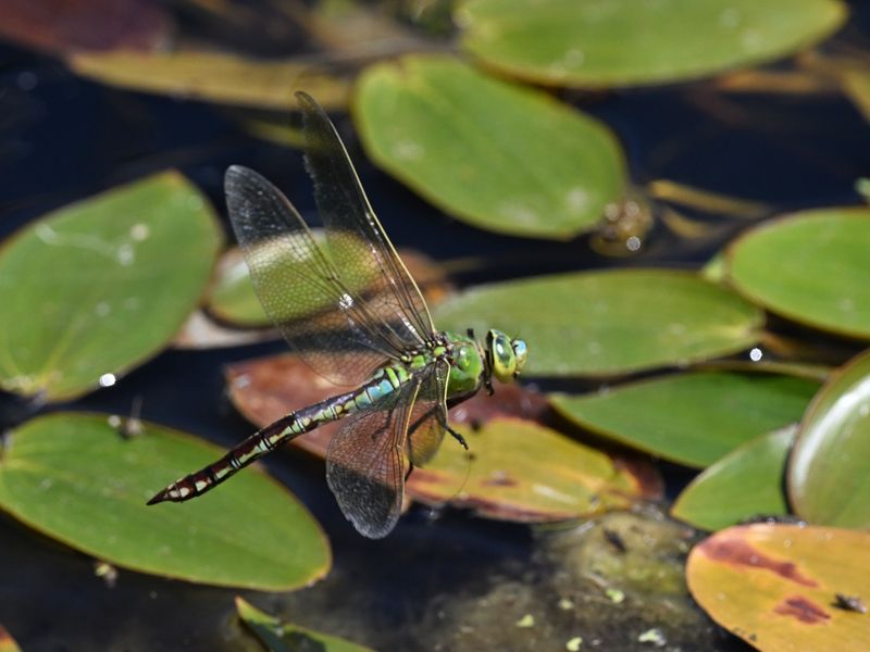 Emperor Dragonfly