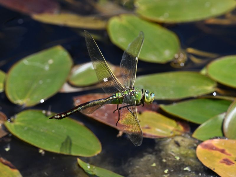 Emperor Dragonfly