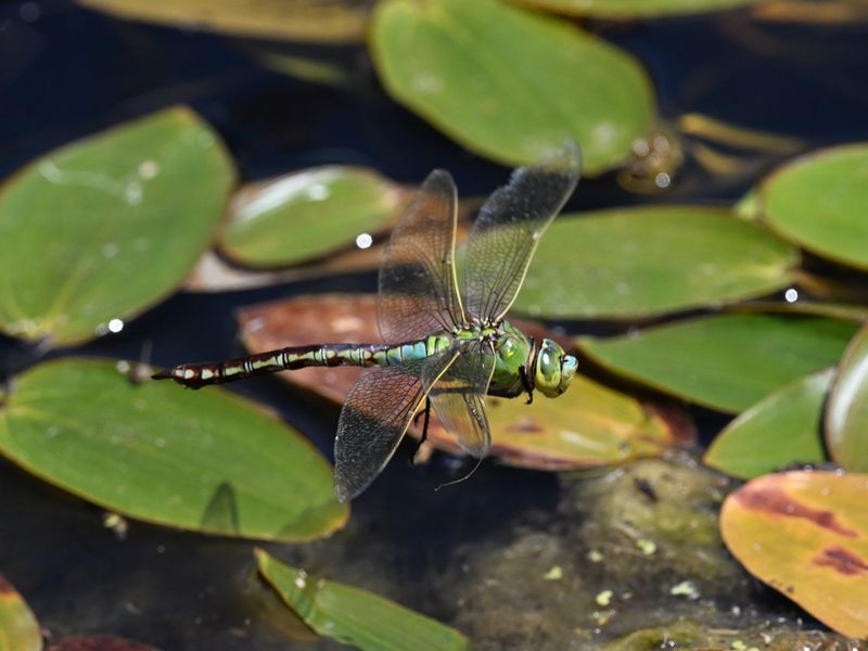 Emperor Dragonfly