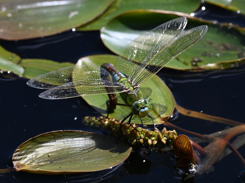 Emperor Dragonfly