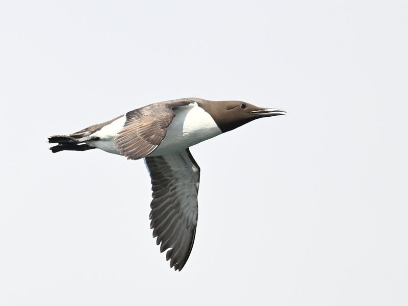 Guillemot