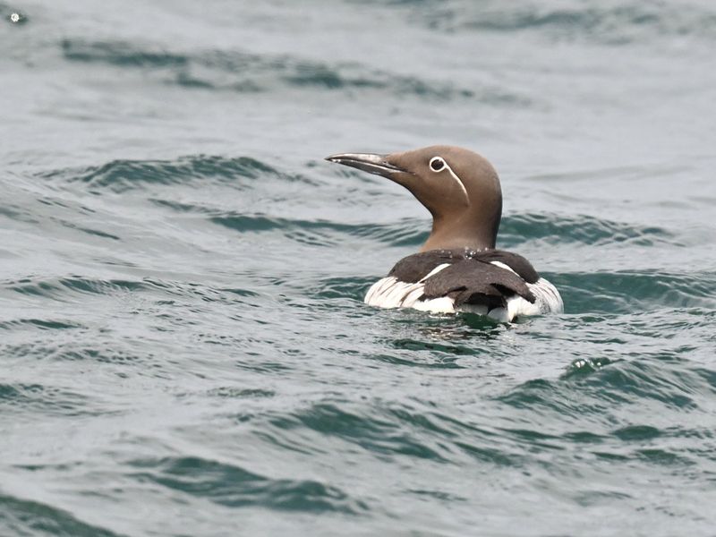 Bridled Guillemot