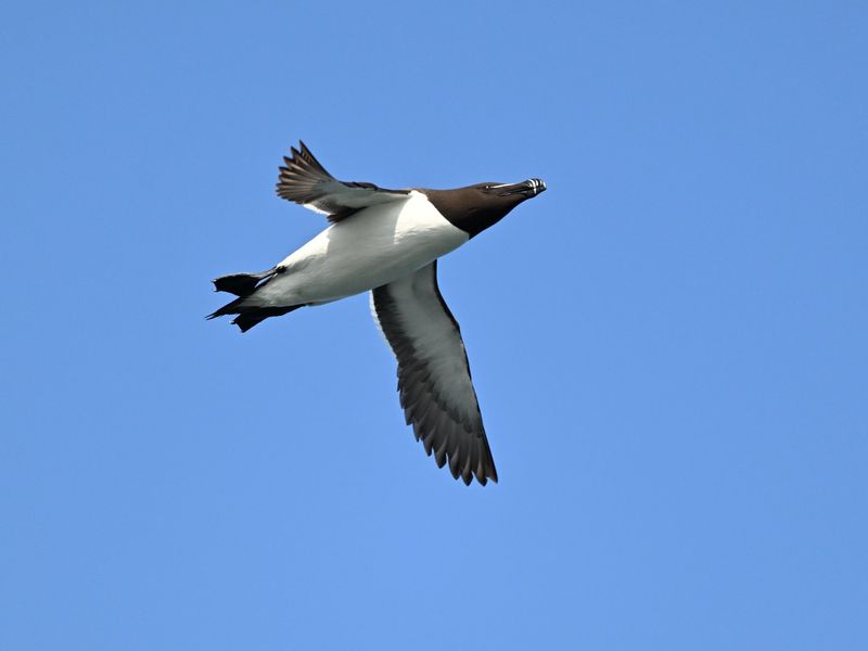 Razorbill