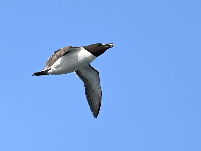 Razorbill