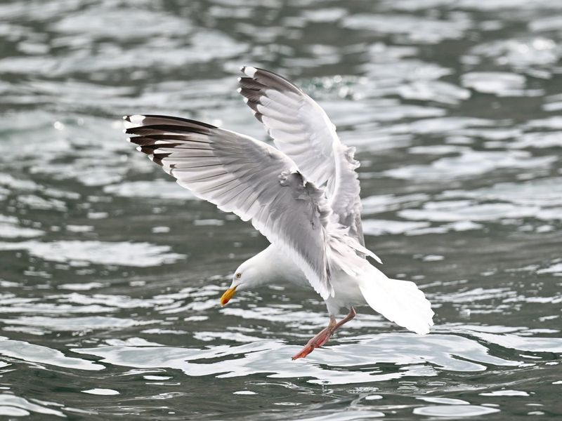 Herring Gull