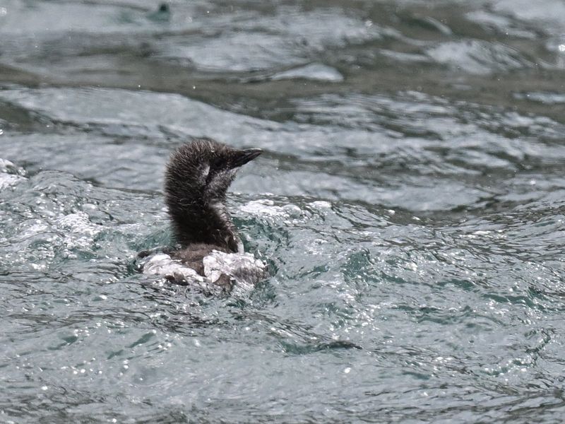 Guillemot chick