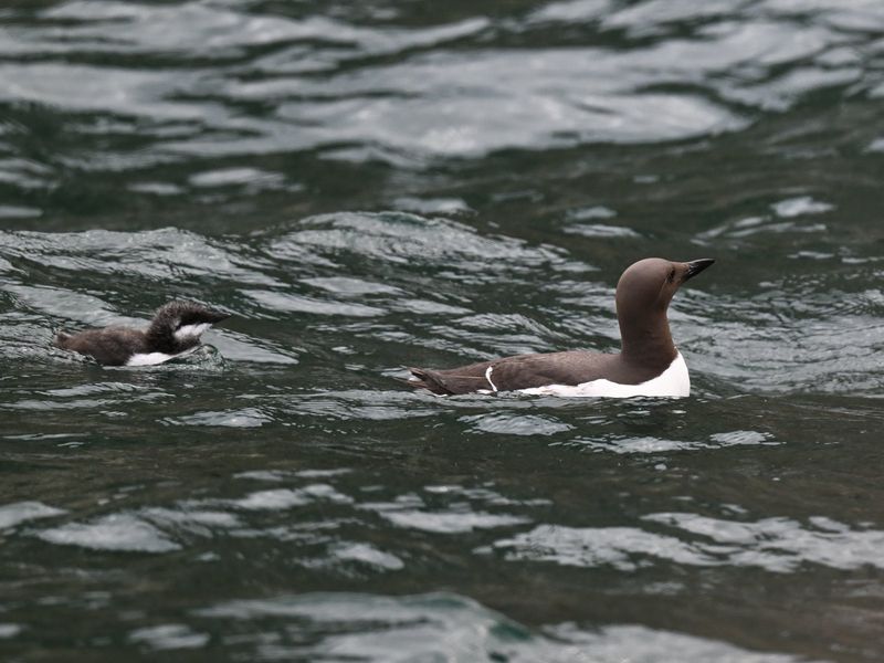 Guillemot with chick