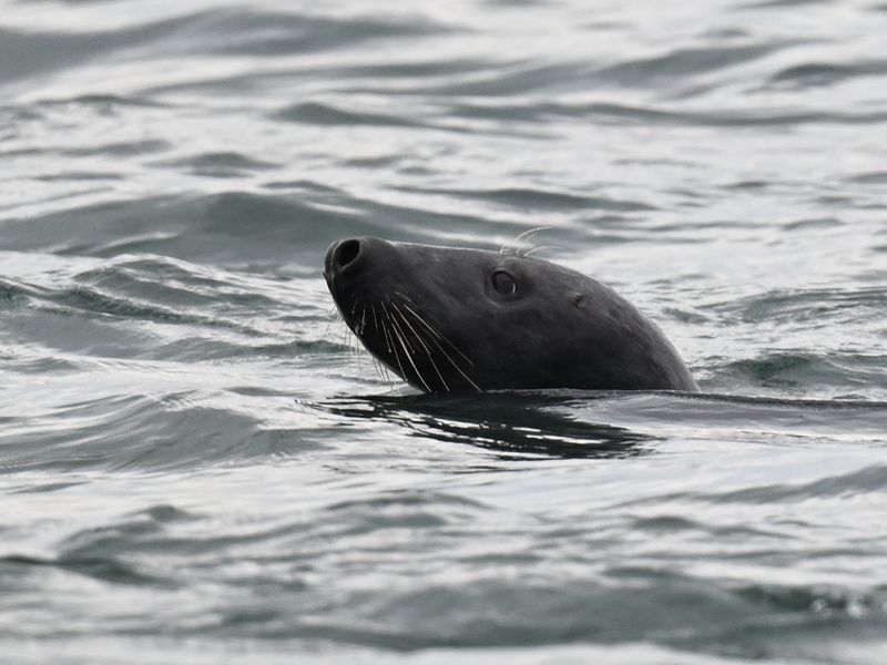 Grey Seal