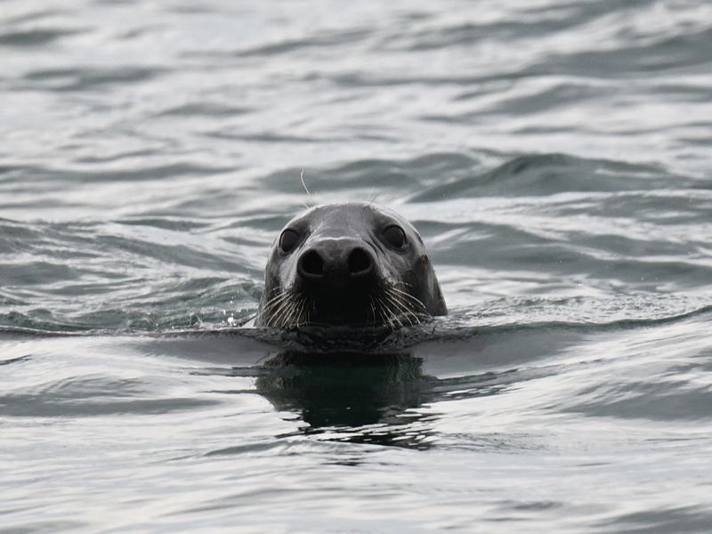 Grey Seal
