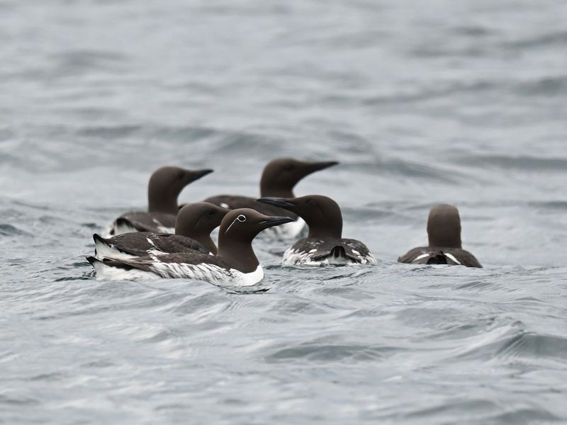 Gang of Guillemots